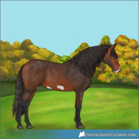 Horse Color:Bay Frame