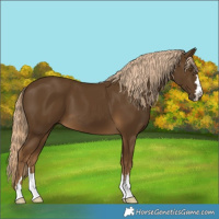 Horse Color:Chocolate Palomino 