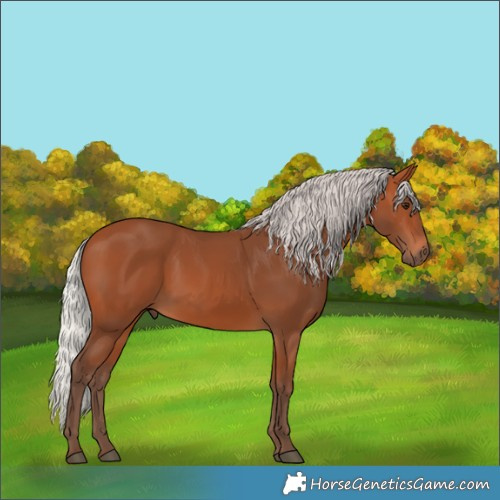 Horse Color:Silver Bay 