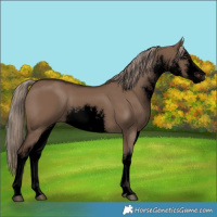 Horse Color:Void White Spotted Liver Red Dun 