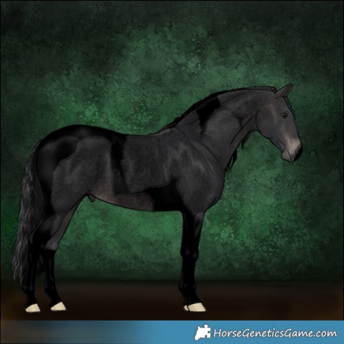 Horse Color:Void Platinum Brown Roan Tobiano Rabicano