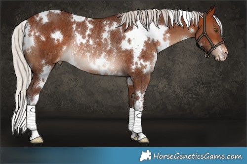 Horse Color:White Spotted Silver Bay Appaloosa Rabicano
