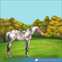 Horse Color:White Spotted Bay Dun Appaloosa Rabicano 