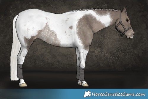 Horse Color:Silver Black Tobiano Appaloosa Rabicano 