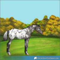 Horse Color:White Spotted Grullo Blanket Rabicano 