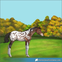 Horse Color:Brown Tobiano Appaloosa Rabicano 