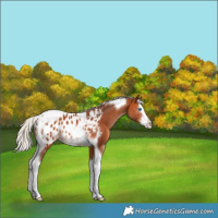 Horse Color:Silver Bay Splash Tobiano Appaloosa Rabicano