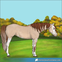 Horse Color:Red Dun and Red Dun Splash