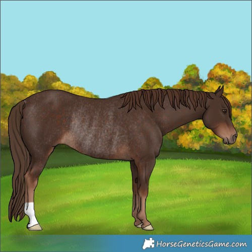Horse Color:Liver Chestnut Rabicano 