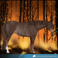 Horse Color:Liver Chestnut Rabicano