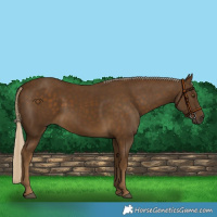 Horse Color:Chocolate Palomino 