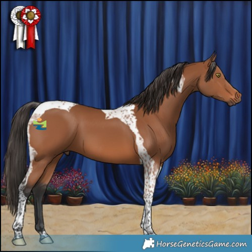 Horse Color:Bay Tobiano