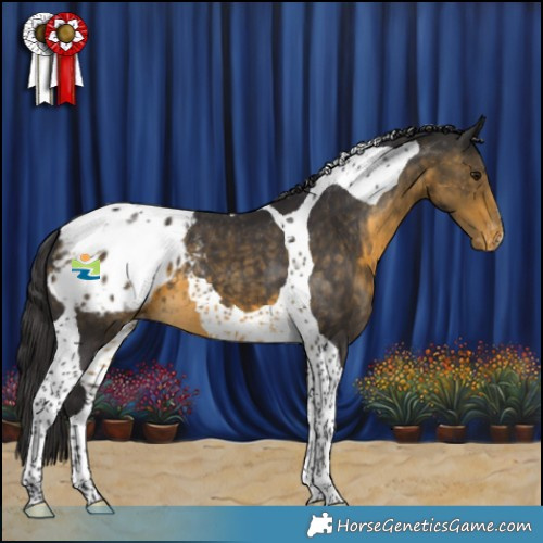 Horse Color:Buckskin Tobiano Blanket 