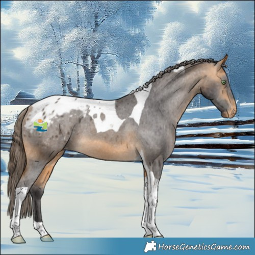 Horse Color:Buckskin Tobiano Blanket Rabicano 