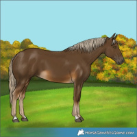 Horse Color:Chocolate Palomino 
