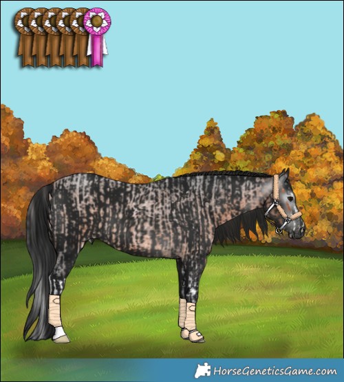 Horse Color:Bay Roan Splash  and Gray Black 