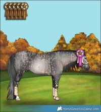 Horse Color:Bay Roan Splash and Gray Black