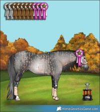 Horse Color:Bay Roan Splash and Gray Black