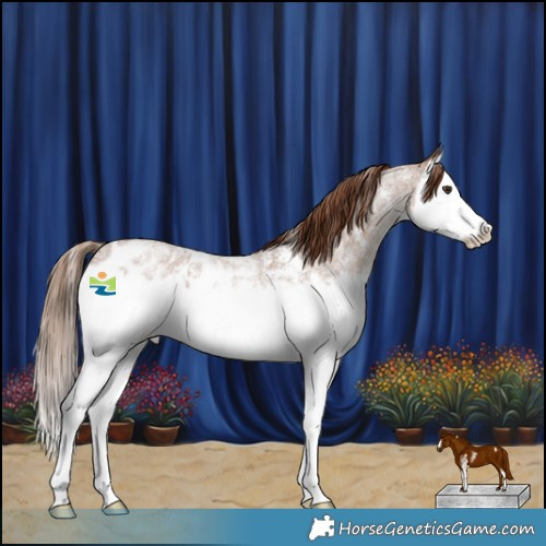Horse Color:Red Roan Sabino Splash Appaloosa 