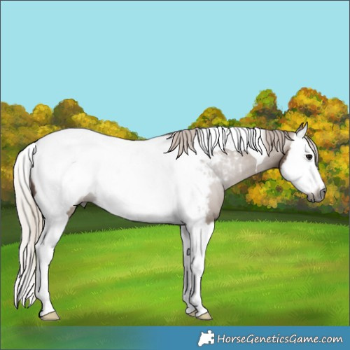 Horse Color:Gray Silver Grullo Splash Tobiano Appaloosa 