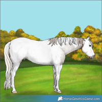 Horse Color:Gray Silver Grullo Splash Tobiano Appaloosa
