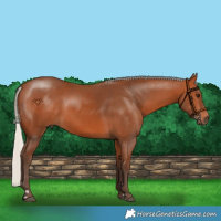 Horse Color:Silver Bay Rabicano 