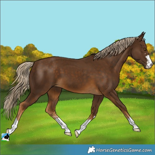 Horse Color:Chocolate Palomino 