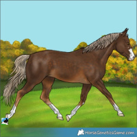 Horse Color:Chocolate Palomino 