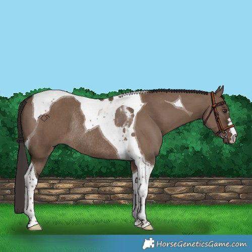Horse Color:Liver Red Dun Tobiano Rabicano