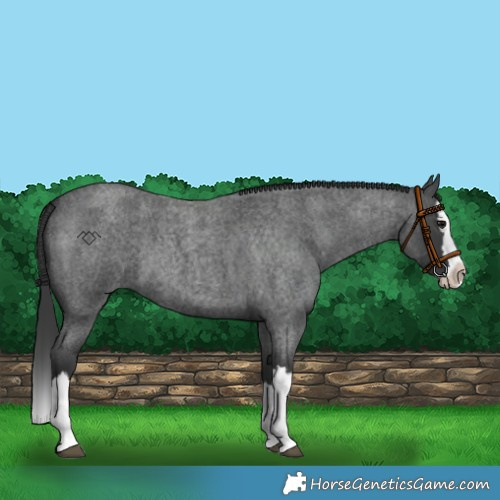 Horse Color:Blue Roan Splash 