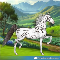 Horse Color:Liver Chestnut Tobiano Near Leopard 