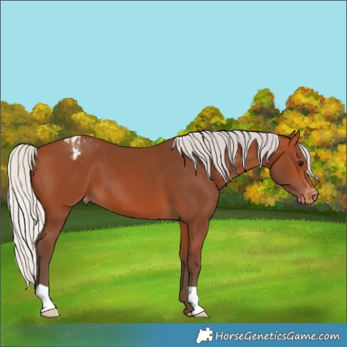 Horse Color:Silver Bay Appaloosa