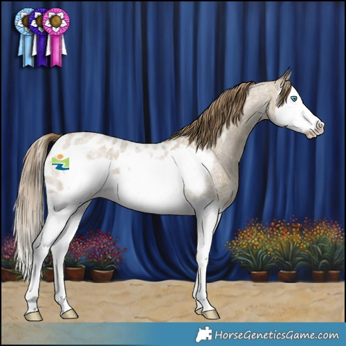 Horse Color:Classic Cream Champagne Roan Splash Frame Near Leopard 