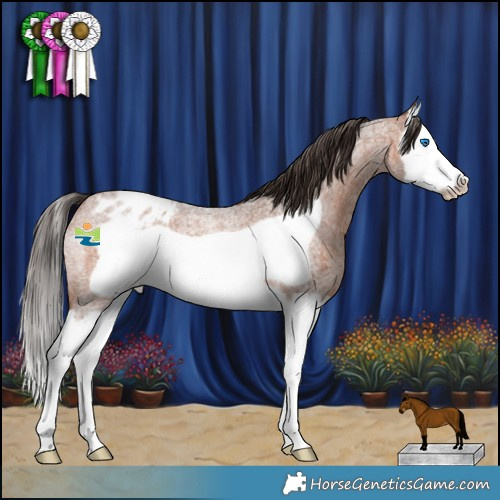 Horse Color:Bay Roan Splash Frame Appaloosa 