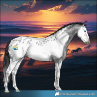 Horse Color:Gray Blue Roan Splash Frame Near Leopard Rabicano 