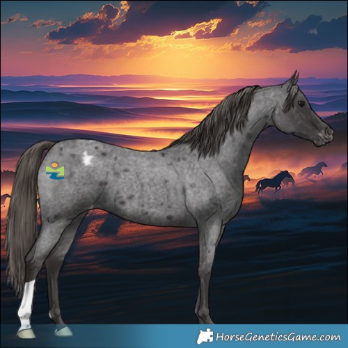 Horse Color:Smoky Blue Roan Appaloosa 