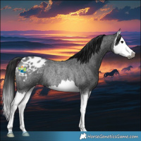 Horse Color:Gray Blue Roan Splash Appaloosa Rabicano 