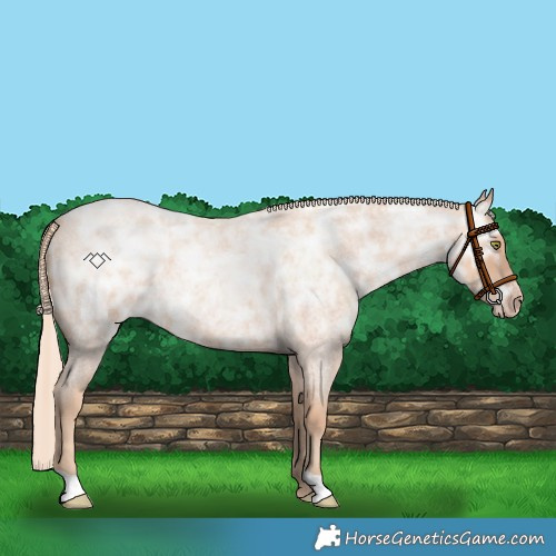 Horse Color:Gold Champagne Ice Roan Rabicano 