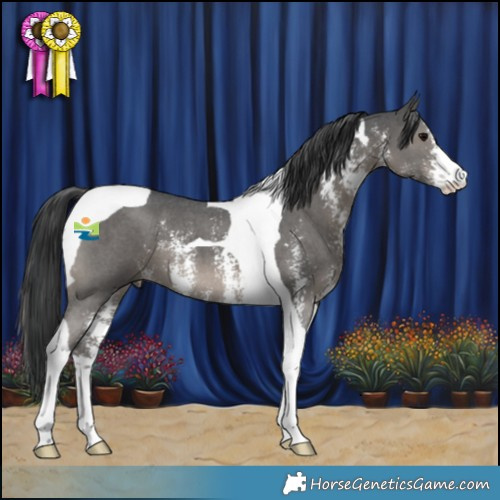 Horse Color:Black Sabino Tobiano 