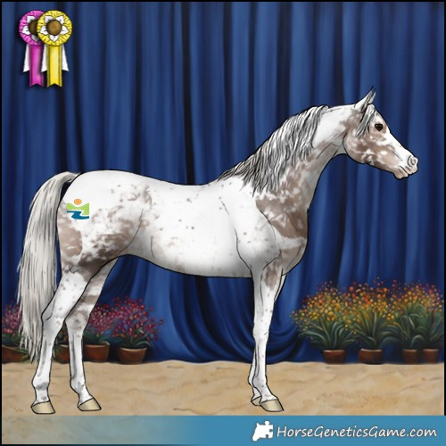 Horse Color:Silver Black Tobiano Appaloosa 