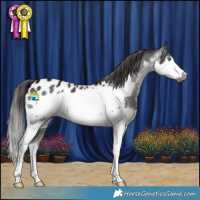 Horse Color:Gray Smoky Black Splash Frame Appaloosa 