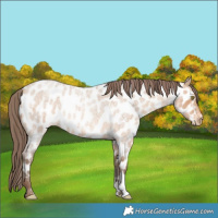 Horse Color:Amber Champagne Roan Sabino Near Leopard Rabicano 