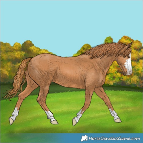 Horse Color:Chestnut 