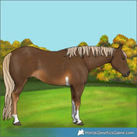 Horse Color:Chocolate Palomino Tobiano 