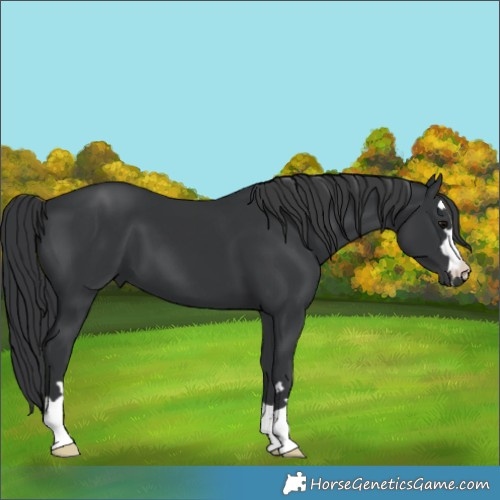 Horse Color:Black 