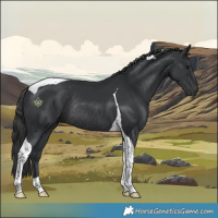 Horse Color:Black Tobiano Rabicano 