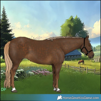 Horse Color:Chocolate Palomino 