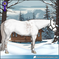 Horse Color:Gray Red Roan Tobiano Appaloosa 