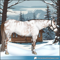 Horse Color:Gray Red Roan Tobiano Appaloosa 
