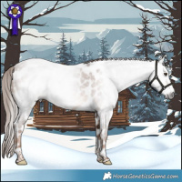 Horse Color:Gray Red Roan Tobiano Appaloosa 